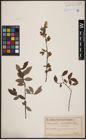 Foto von Salix aurita L. x Salix myrtilloides L.